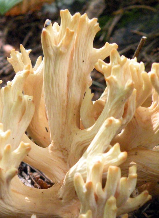 Ramaria sp